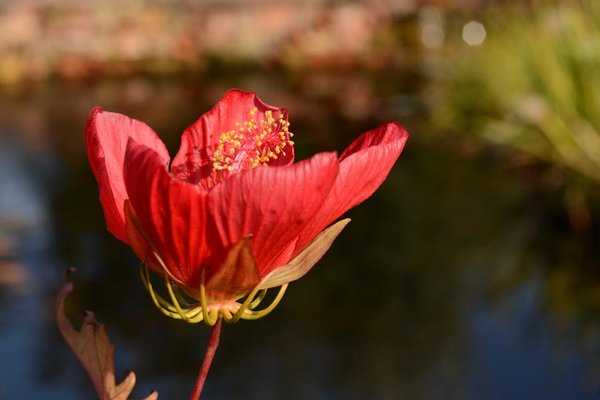Hibiscus-coccineus.jpg