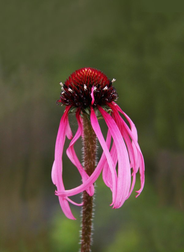 Echinacea-pallida-(l).jpg