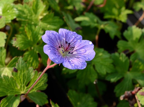 Geranium-wallichianum-Buxton's-Blue.jpg