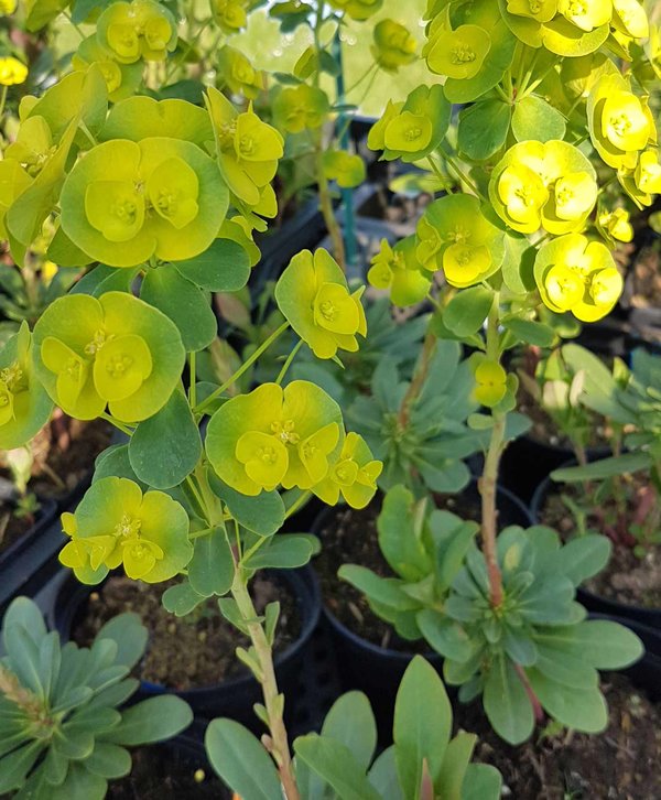 Euphorbia-amygdaloides-var-Robbiae.jpg