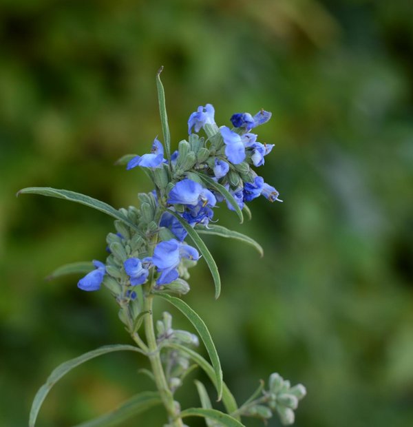 Salvia-azurea-2.jpg