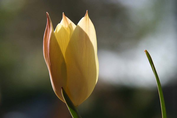 Tulipa-...-IMG_0072.jpg