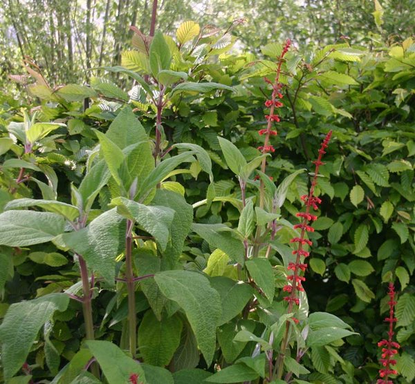 Salvia-confertiflora-1.jpg