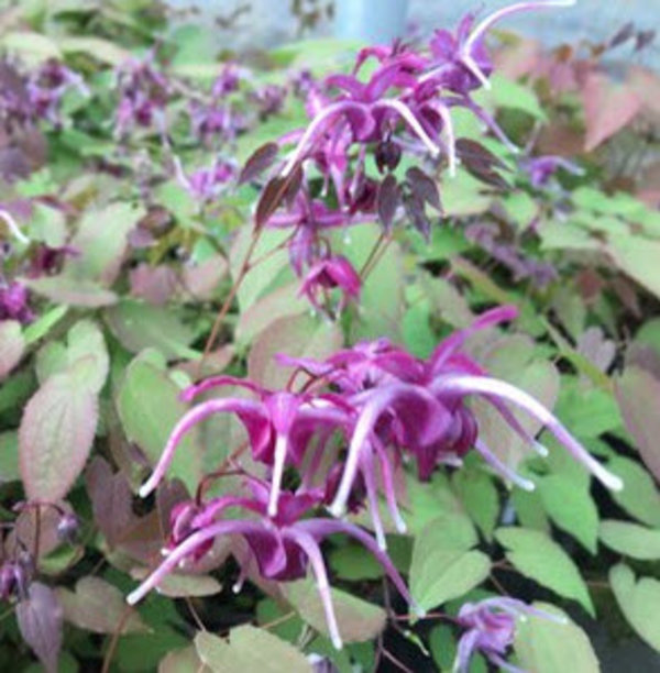 Epimedium grandiflorum 'Pierre's Purple' (Elfenbloem).jpg