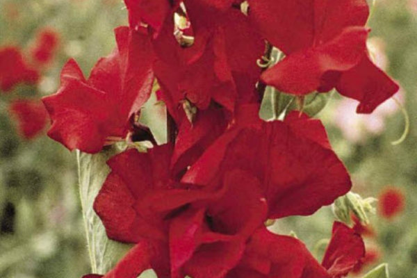 Lathyrus odoratus Royal Red.jpg